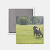 Aimant Poodle à la frisbee (Recto/Verso)