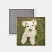 Aimant Poodle (blanc) (Recto/Verso)