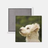 Aimant Poodle (blanc) 2 (Recto/Verso)