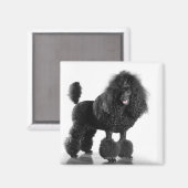 Aimant Poodle noir découpé (Recto/Verso)