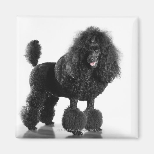 Aimant Poodle noir découpé (Devant)