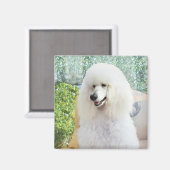 Aimant Poodle Standard Blanc (Recto/Verso)