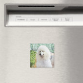 Aimant Poodle Standard Blanc (In Situ (Lave-vaisselle))