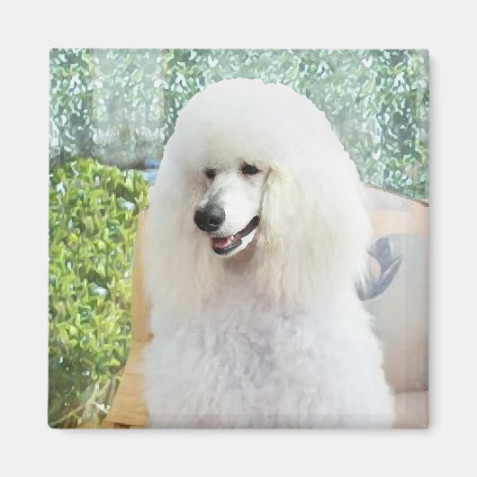 Aimant Poodle Standard Blanc (Devant)