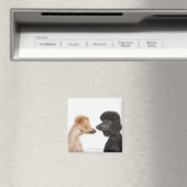 Aimant Poodles se regardant (In Situ (Lave-vaisselle))