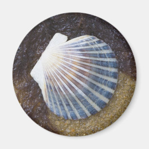 Aimant Pool de marées