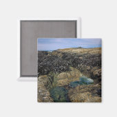 Aimant Pools de marée à Bob Creek, Oregon (Recto/Verso)