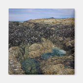 Aimant Pools de marée à Bob Creek, Oregon (Devant)