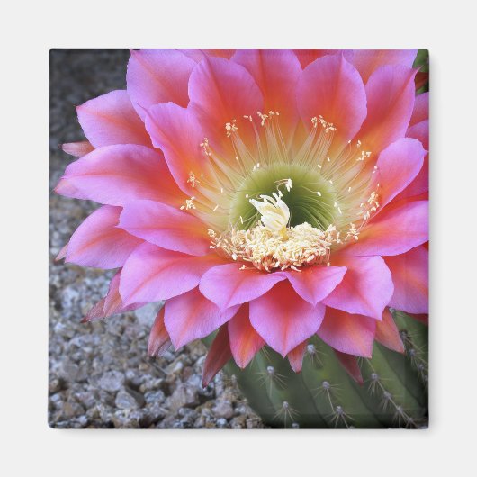 Aimant Pop de cactus rose (Devant)