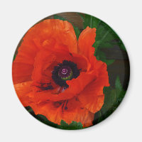 Poppie rouge orientale