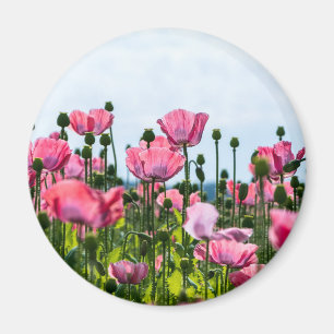 Aimant Poppies roses