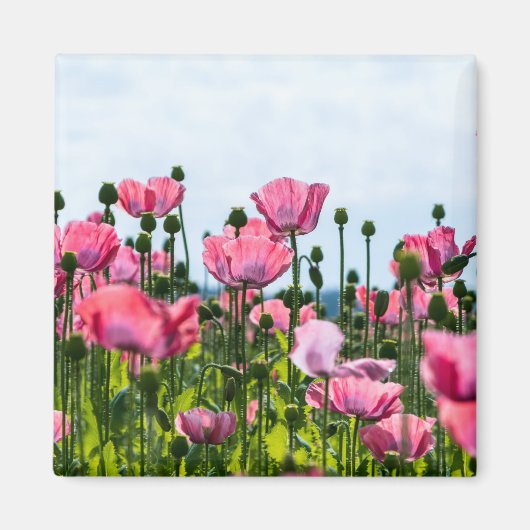 Aimant Poppies roses (Devant)