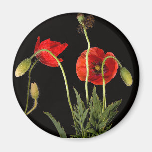 Aimant Poppies Rouges Vibrantes Sur Noir