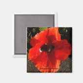 Aimant Poppy (Recto/Verso)