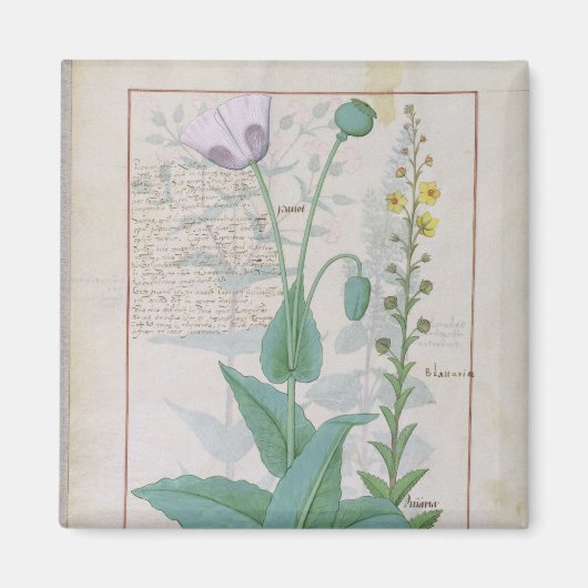 Aimant Poppy et Figwort (Devant)