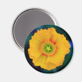 Aimant Poppy islandais (Recto/Verso)