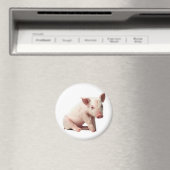 Aimant porc (In Situ (Lave-vaisselle))