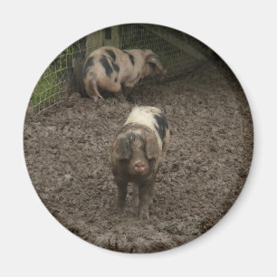 Aimant Porc dans la boue