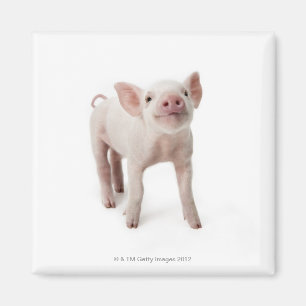 Aimant Porc se tenant recherchant