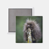 Aimant Porcupine-été-jeune (Recto/Verso)