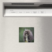 Aimant Porcupine-été-jeune (In Situ (Lave-vaisselle))