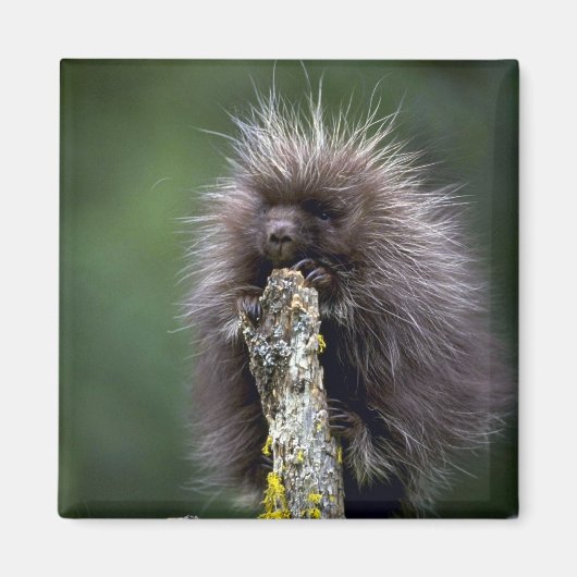 Aimant Porcupine-été-jeune (Devant)
