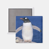 Aimant Port Gentoo Penguin Pygoscelis papua) (Recto/Verso)