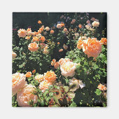 Aimant Portland Rose Garden (Devant)