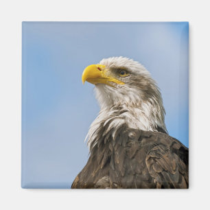 Aimant Portrait d'aigle américain dans la nature