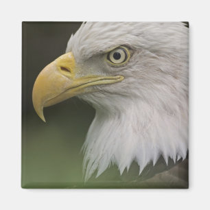 Aimant Portrait d'aigle royal adulte, Haliaeetus