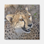 Aimant Portrait de African Cheetah (Devant)
