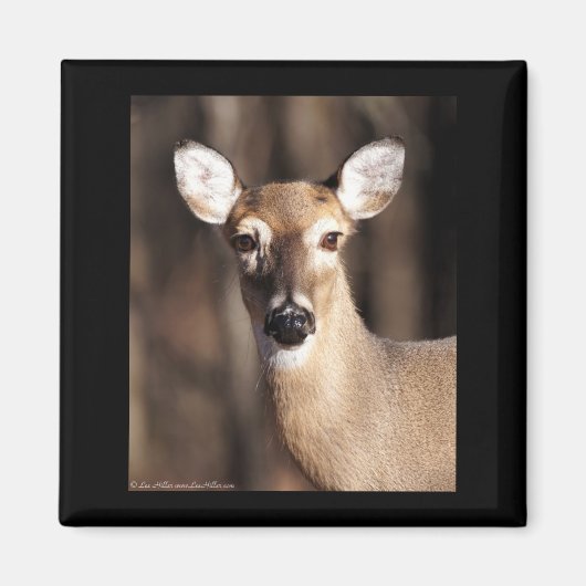 Aimant Portrait de biche de cerf de Virginie (Devant)