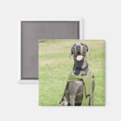 Aimant Portrait de Blue Great Dane (Recto/Verso)