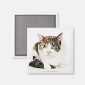 Aimant Portrait de Calico cat (Recto/Verso)