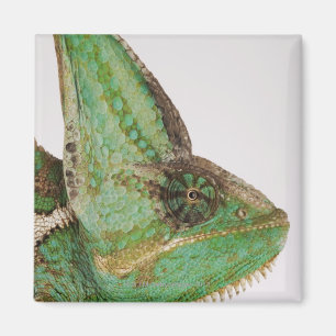 Aimant Portrait de caméléon hardiment coloré du Yémen