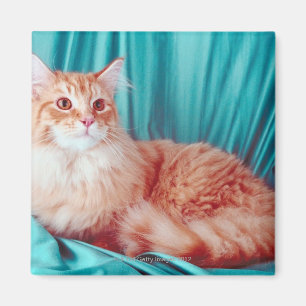 Aimant Portrait de chat