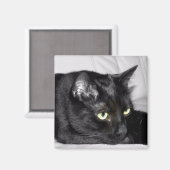 Aimant Portrait de chat noir mignon (Recto/Verso)