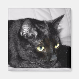 Aimant Portrait de chat noir mignon