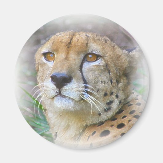 Aimant Portrait de Cheetah (Devant)