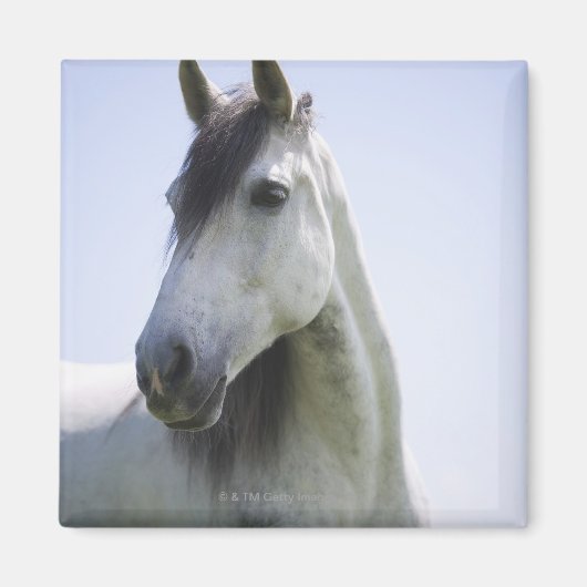 Aimant portrait de cheval blanc (Devant)