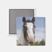 Aimant Portrait de cheval Clydesdale (Recto/Verso)