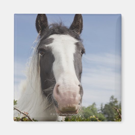 Aimant Portrait de cheval Clydesdale (Devant)