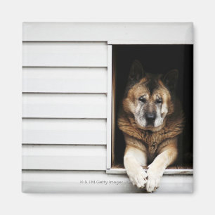 Aimant portrait de chien