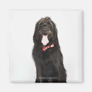 Aimant Portrait de chien de Labradoodle