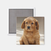 Aimant Portrait de chiot mignon photo (Recto/Verso)