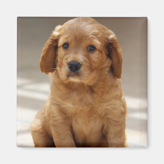 Aimant Portrait de chiot mignon photo (Devant)