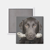 Aimant Portrait de chocolat labrador (Recto/Verso)