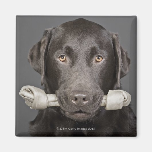 Aimant Portrait de chocolat labrador (Devant)