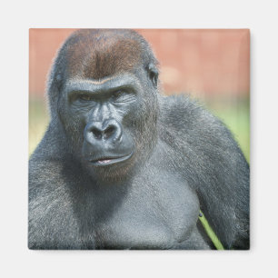 Aimant Portrait de corde de Gorilla Blackback