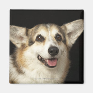 Aimant Portrait de Corgi noir, marron et blanc